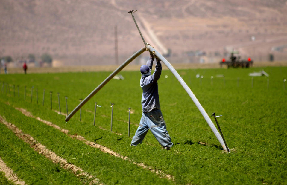 A Grimmway Farms employee moves a water pipe at one of their carrot farms in the Antelope Valley near Lancaster, Calif., in 2004. (Stephen Osman / Los Angeles Times via AP file)