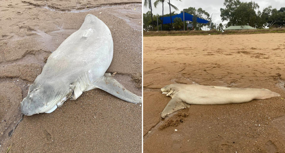 The dead shark with its fins, tail and lower jaw removed on the sand.