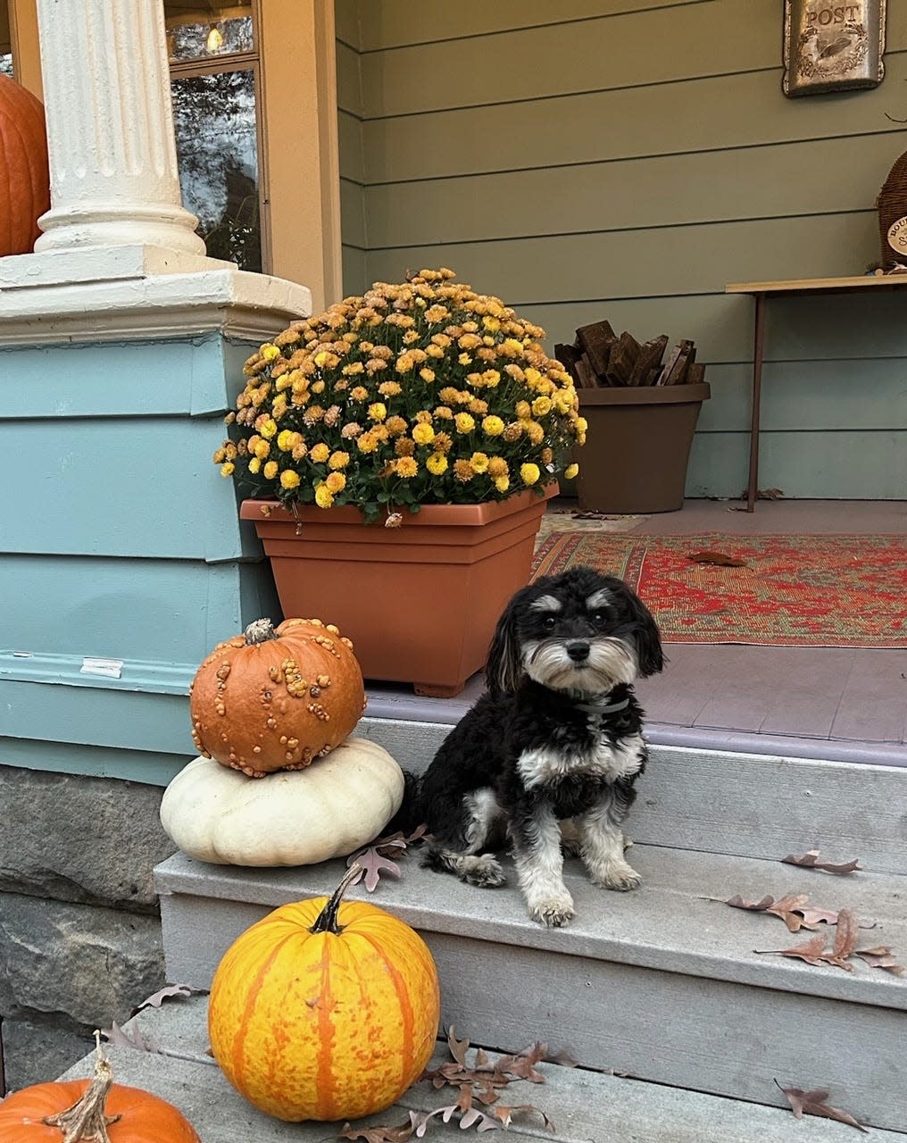 Henry rules Holly Christensen's house. Doesn't he look regal sitting among the mums and gourds on her front porch?
