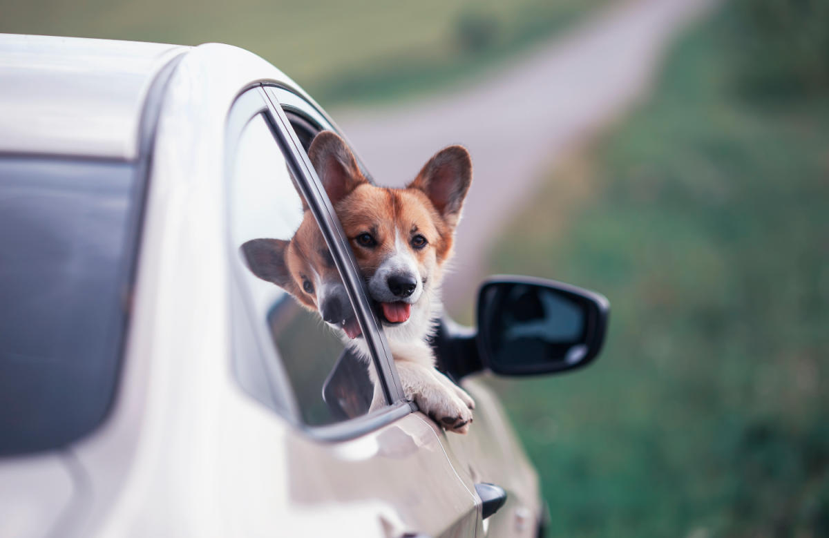 Siège auto pour voiture pour chat / chien - NOS 4 PATTES – Nos 4
