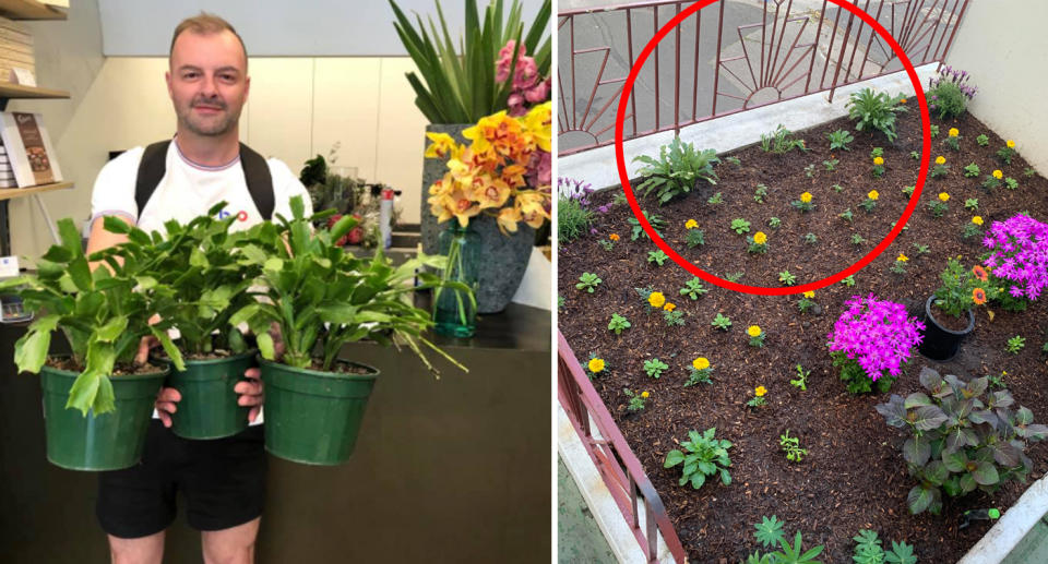 Mike bought his new neighbours replacements, which they planted on the weekend (right). Source: Supplied
