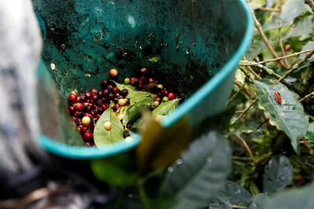 Recently harvested coffee fruits are seen at a plantation in Pueblorrico