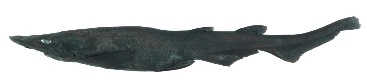 The demon catshark, a deep water species discovered off the coast of Australia.