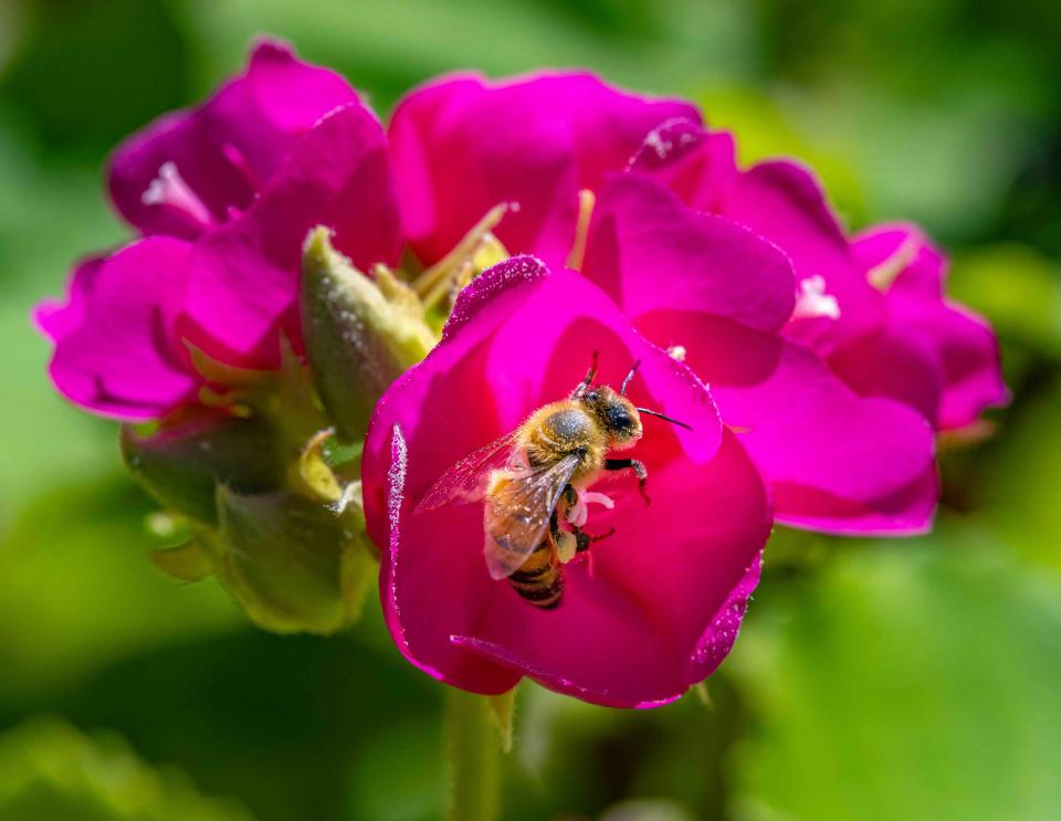 A bumble bee is hard at work pollinating a Seminole Dombeya in the Society of the Four Arts Garden Tuesday November 29, 2022. The website Plant Care Today says the flower, “thrives in tropical regions and brightens the cooler months with its glowing pink petals.”