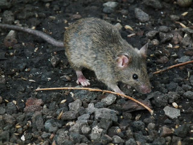 by-4028mdk09-wikipedia The House Mouse