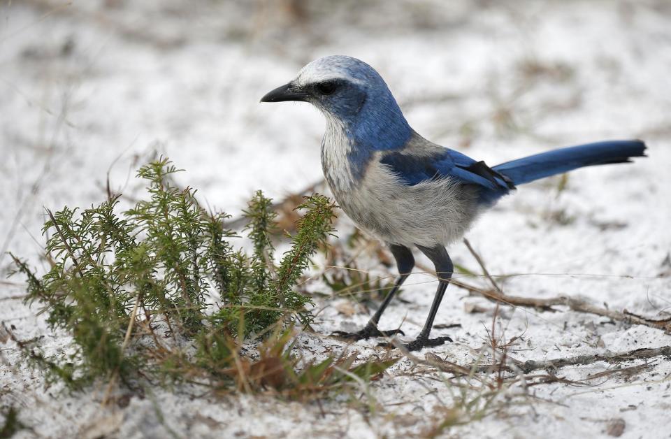 A scrub jay forages for buried acorns at the Lyonia Preserve in Deltona on Jan. 3, 2020.