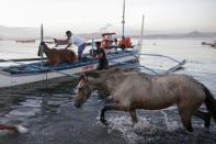 Residentes regresan tras rescatar caballos cerca del volcán en erupción Taal, en Talisay, Filipinas