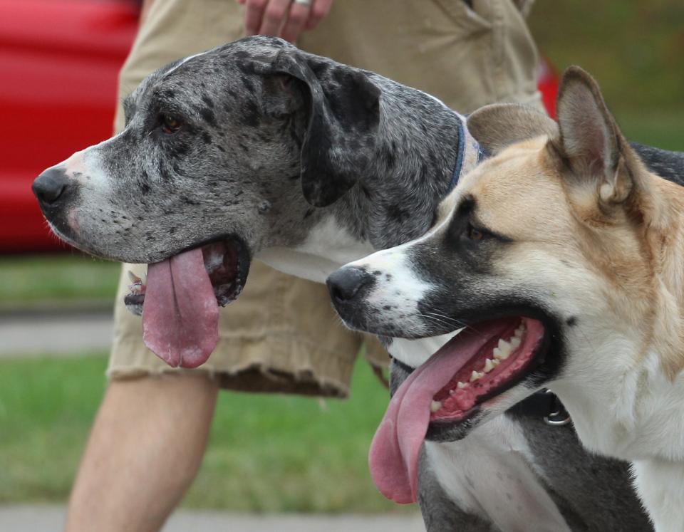 The PetPromise Rescue Run at 9:15 a.m. Saturday in McFerson Commons Park will include 1-mile, 5K and 10K courses.