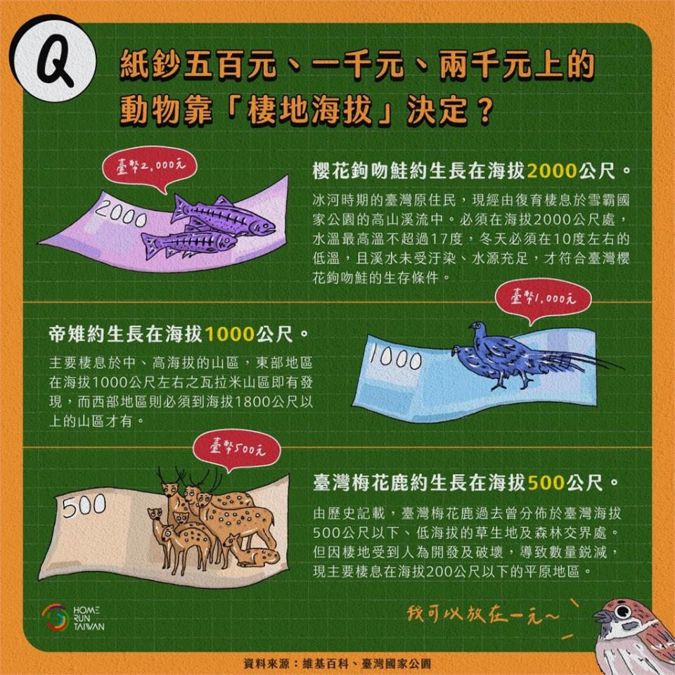 帝雉為何不印在500元上？紙鈔竟藏冷知識專家曝與「1原因有關」