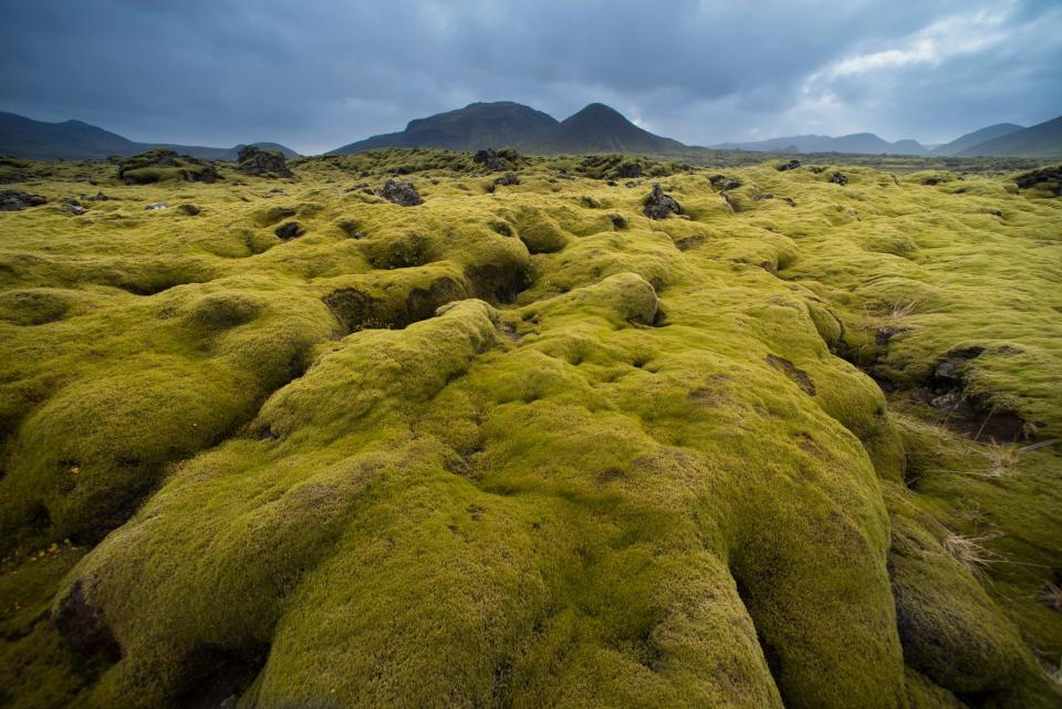 Moss growing in Iceland.