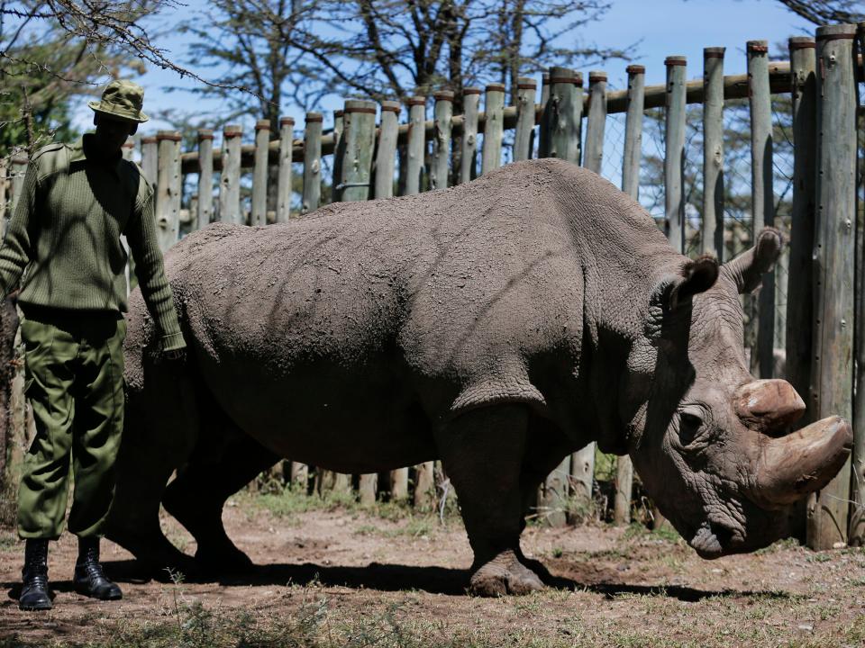 Sundan, the last male northern white rhino, before he died