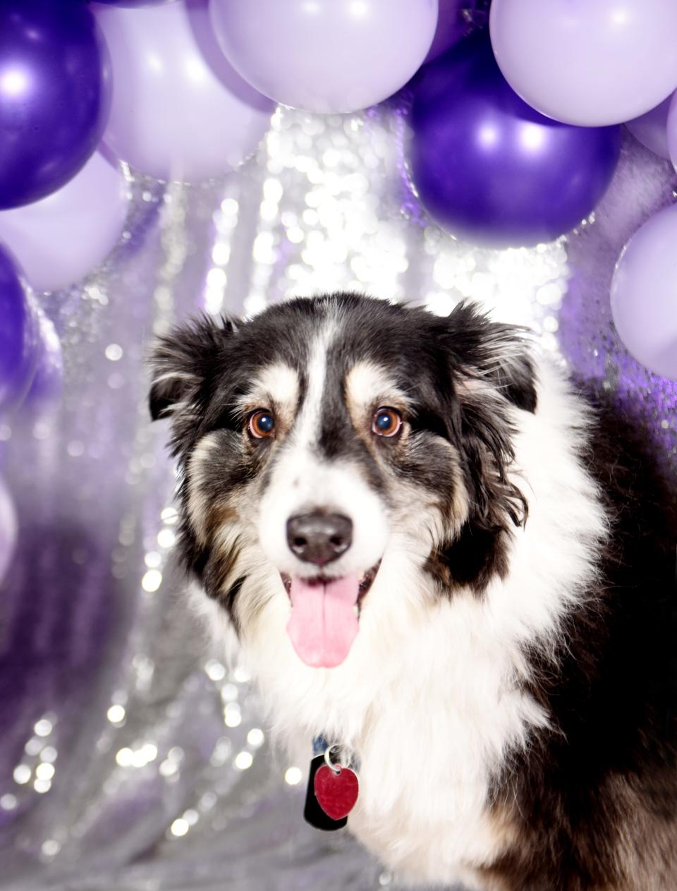 Leia is an Australian shepherd, owned by Joel and Kristen Wade, who is part of the Robinson's Rescue 2022 Best in Sheaux homecoming court. 