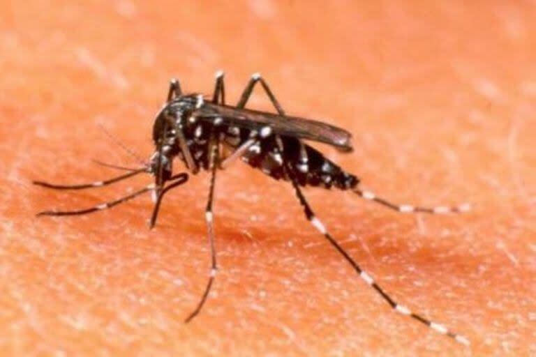 El mosquito transmisor del dengue