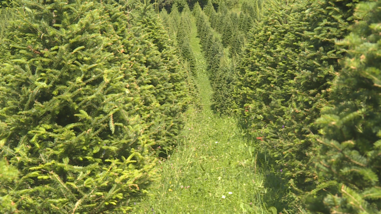 N.B. Christmas tree farmers say it's 'impossible' to find workers