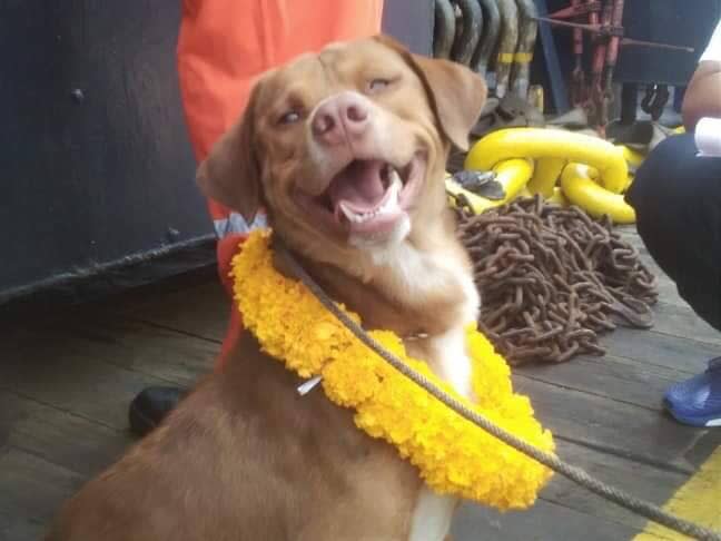 Boonrod in his garland of marigolds — a symbol of welcome and good fortune. Source: Vitisak Payalaw