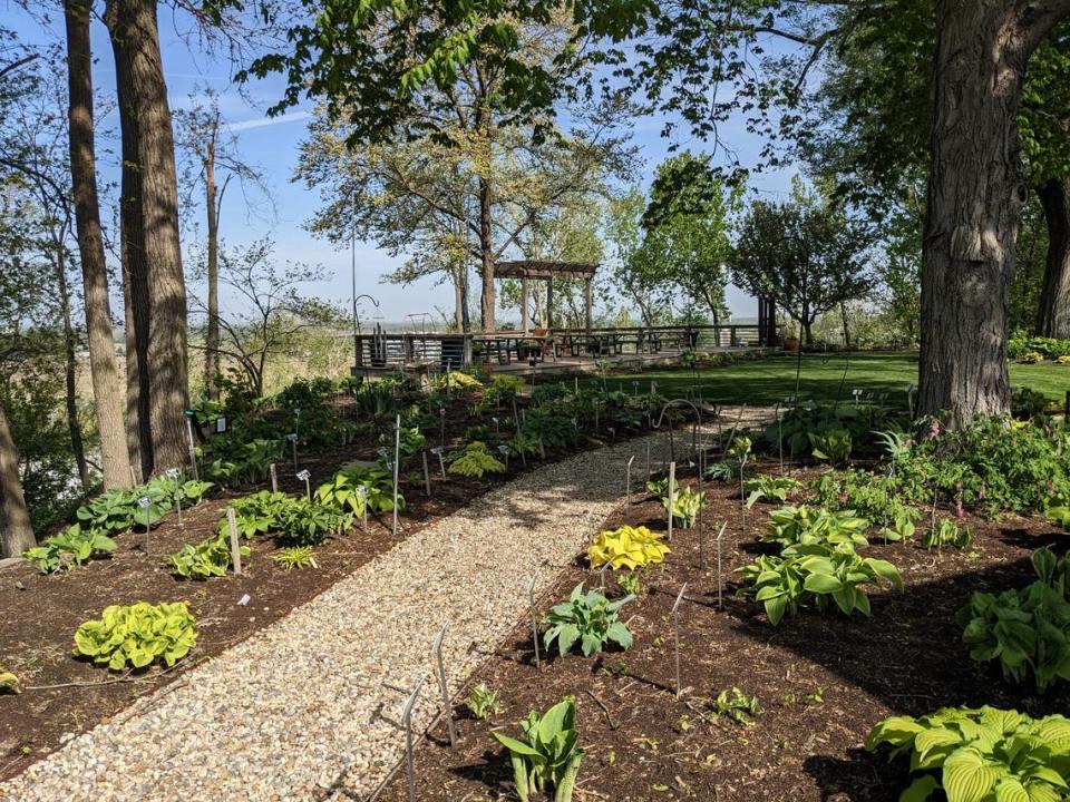 Hostas on the Bluff in Fairview Heights Jennifer Green/jgreen@bnd.com