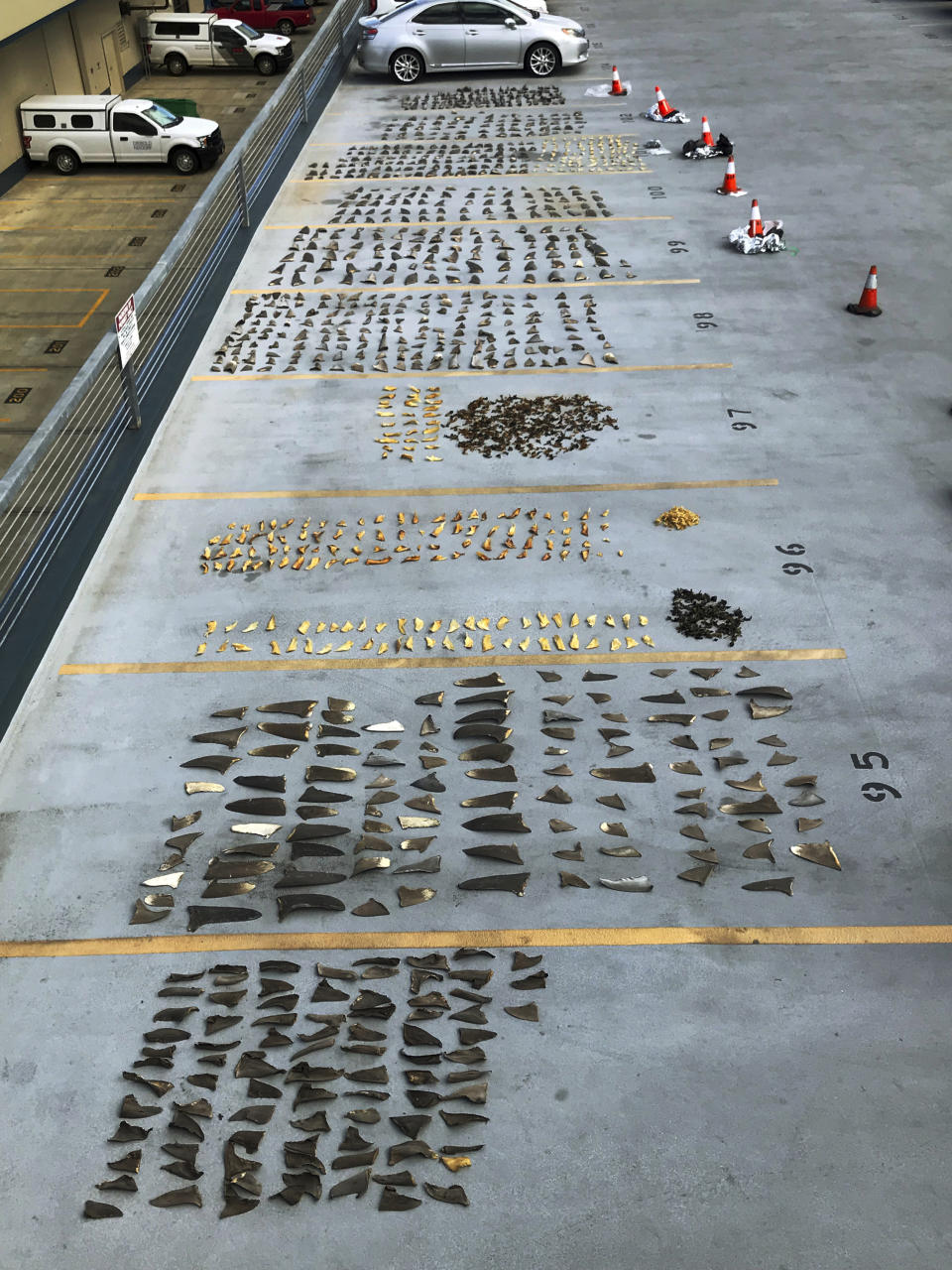 This Nov. 28, 2018 photo provided by the United States Attorney's Office and introduced as evidence in court in Honolulu shows some of the hundreds of shark fins seized from a Japanese fishing boat. U.S. prosecutors in Hawaii accuse the owner and officers of the Japanese fishing boat of helping Indonesian fishermen smuggle nearly 1,000 shark fins. Hamada Suisan Co. Ltd., the Japanese business that owned the vessel, and JF Zengyoren, a Japanese fishing cooperative, were charged on Dec. 11, 2018, with aiding and abetting the trafficking and smuggling of shark fins. (U.S. Attorney's Office via AP)