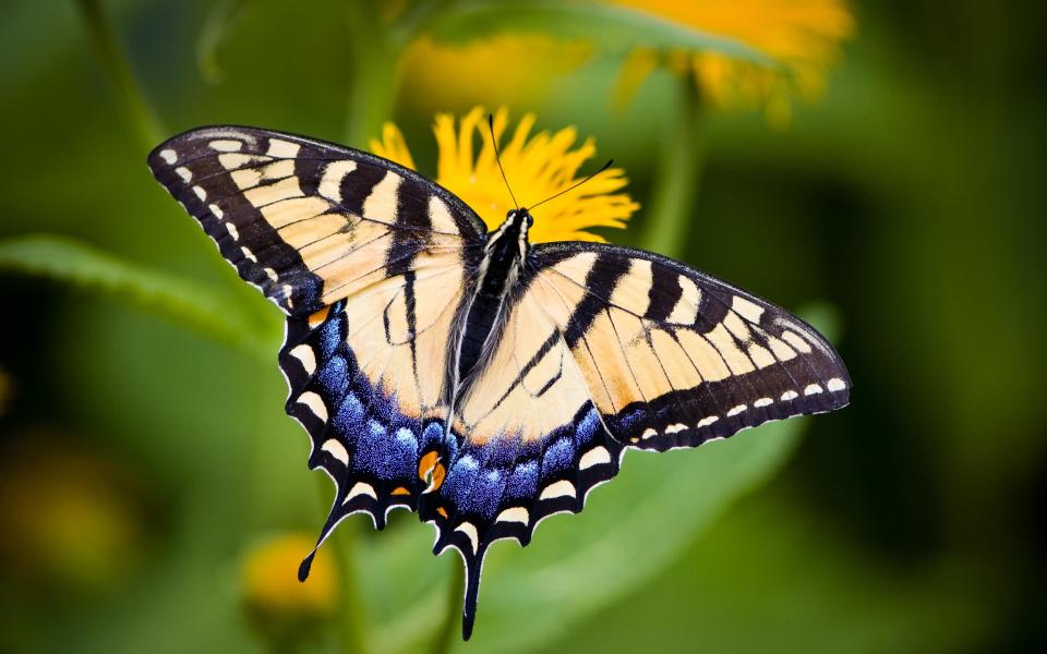 Head to Norfolk to spot swallowtail butterflies - Getty