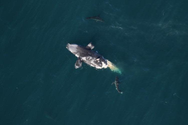Sharks circle a dead North Atlantic right whale calf discovered off the coast of Tybee Island, Georgia.
