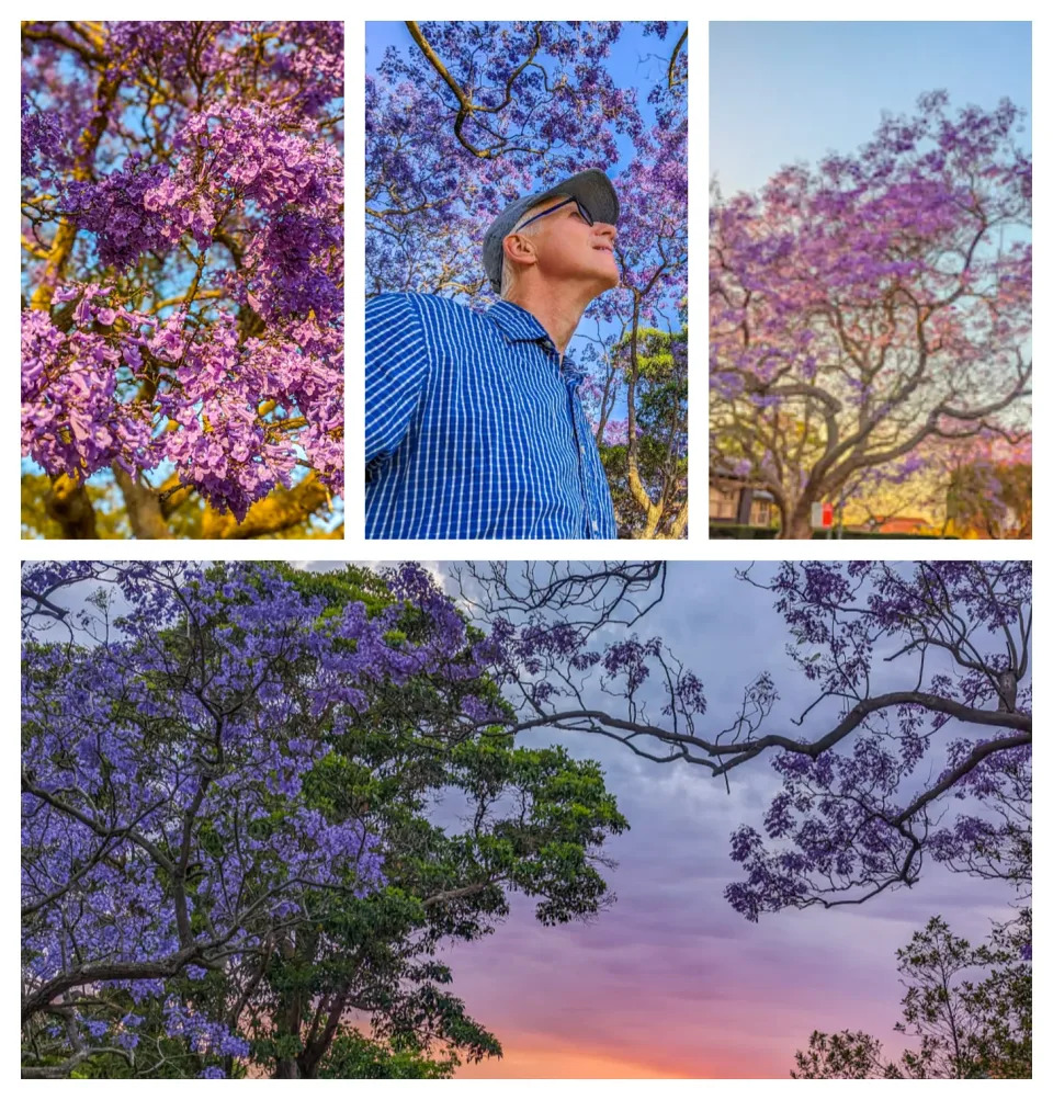 Collage showing jacaranda trees filled with purple blossoms.