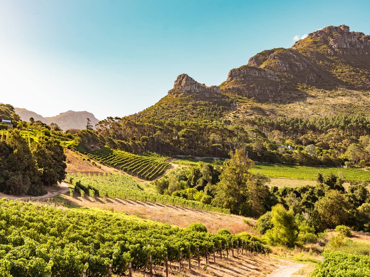 With myriad climates and soil types, South Africa produces some of the finest wines in the world  (Getty)