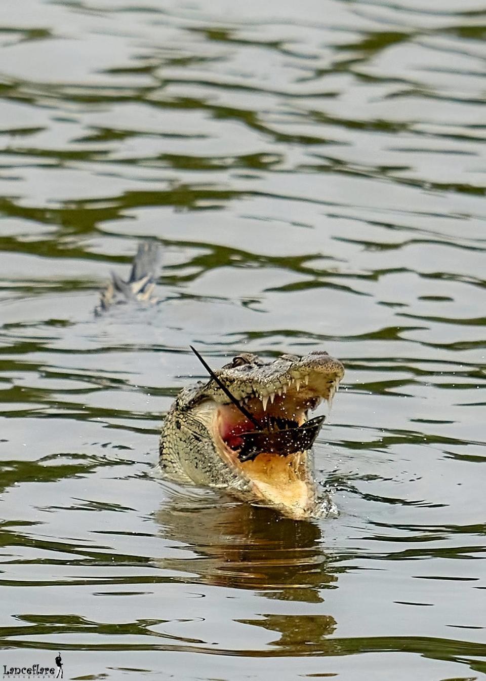 Crocodile eating a horseshoe crab at Sungei Buloh Wetland Reserve in Singapore. (Photo: Lanceflare Photoblog)