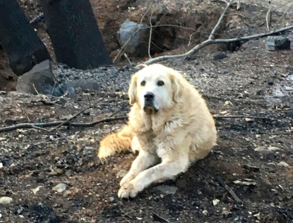 Madison, a male Anatolian shepherd mix, guarded the remains of a burned property for weeks after his owner, Andrea Gaylord, fled the town of Paradise to get away from wildfires.