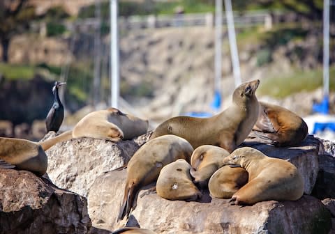 Monterey Bay residents - Credit: GETTY