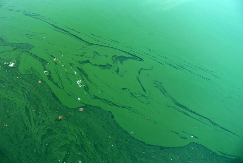 Blue Green Algae on water surface (Photo: supplied)
