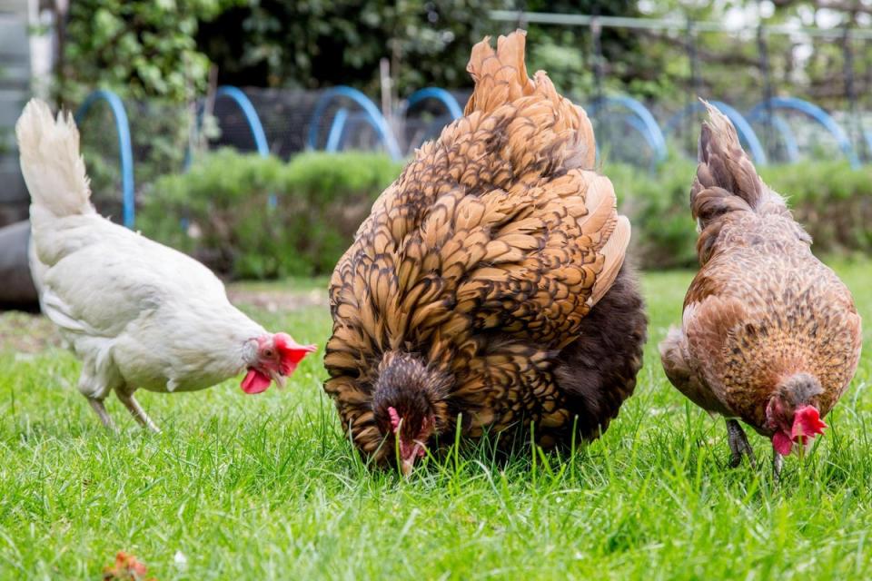 Where to buy chickens: The British Hen Welfare Trust asks for a £5 donation per chicken you rehome. Or you can buy a couple of chickens, for about £20 each, from a local breeder. Make sure they’re about 16 weeks old and ready to lay eggs — and female of course. You don’t need a cockerel, which can be very noisy. (Juliet Murphy)