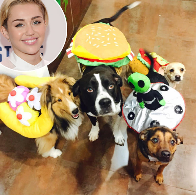 <p>How did Miley Cyrus manage to get her pets to stay still — while wearing costumes, no less — long enough to <a rel="nofollow noopener" href="https://www.instagram.com/p/8CemDUQzAq/" target="_blank" data-ylk="slk:snap a photo;elm:context_link;itc:0;sec:content-canvas" class="link ">snap a photo</a>? Well, they’re more than a little familiar with the drill, since she <a rel="nofollow noopener" href="https://www.instagram.com/p/BNztM1ghvCI/?hl=en&taken-by=mileycyrus" target="_blank" data-ylk="slk:dresses them up for holidays;elm:context_link;itc:0;sec:content-canvas" class="link ">dresses them up for holidays</a> on <a rel="nofollow noopener" href="https://www.instagram.com/p/BHdIKWSB2kb/?hl=en&taken-by=mileycyrus" target="_blank" data-ylk="slk:the regular;elm:context_link;itc:0;sec:content-canvas" class="link ">the regular</a>. (Photo: Instagram/Miley Cyrus; Getty Images) </p>