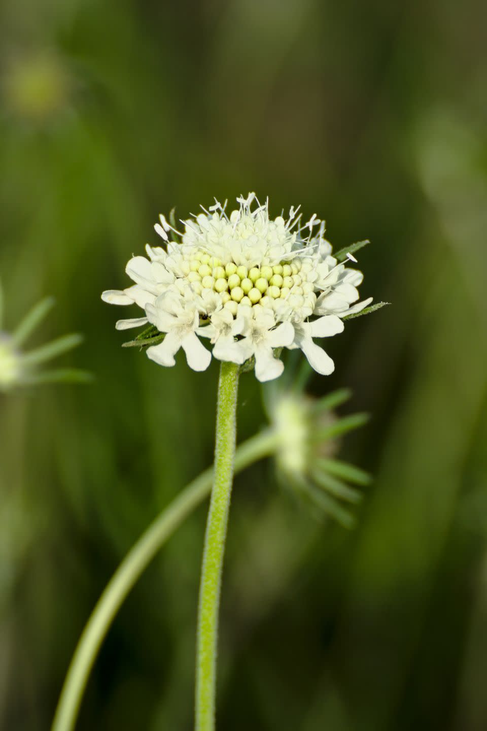 best white flowers scabiosa scabiosa ochroleuca flower