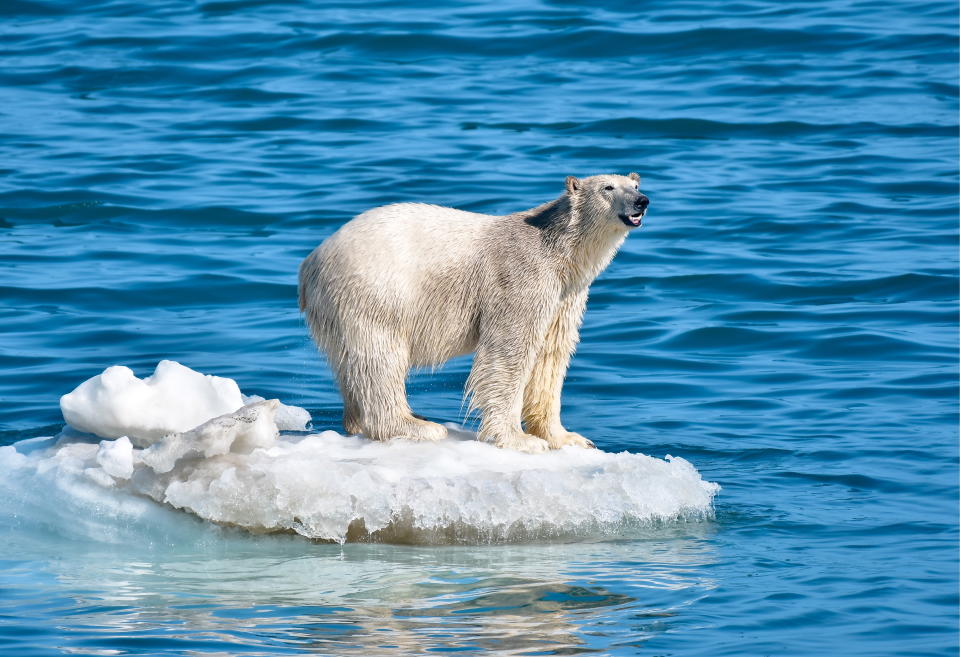 CHUKOTKA AUTONOMOUS AREA, RUSSIA - JULY 12, 2019: A polar bear by Wrangel Island. Yuri Smityuk/TASS (Photo by Yuri Smityuk\TASS via Getty Images)