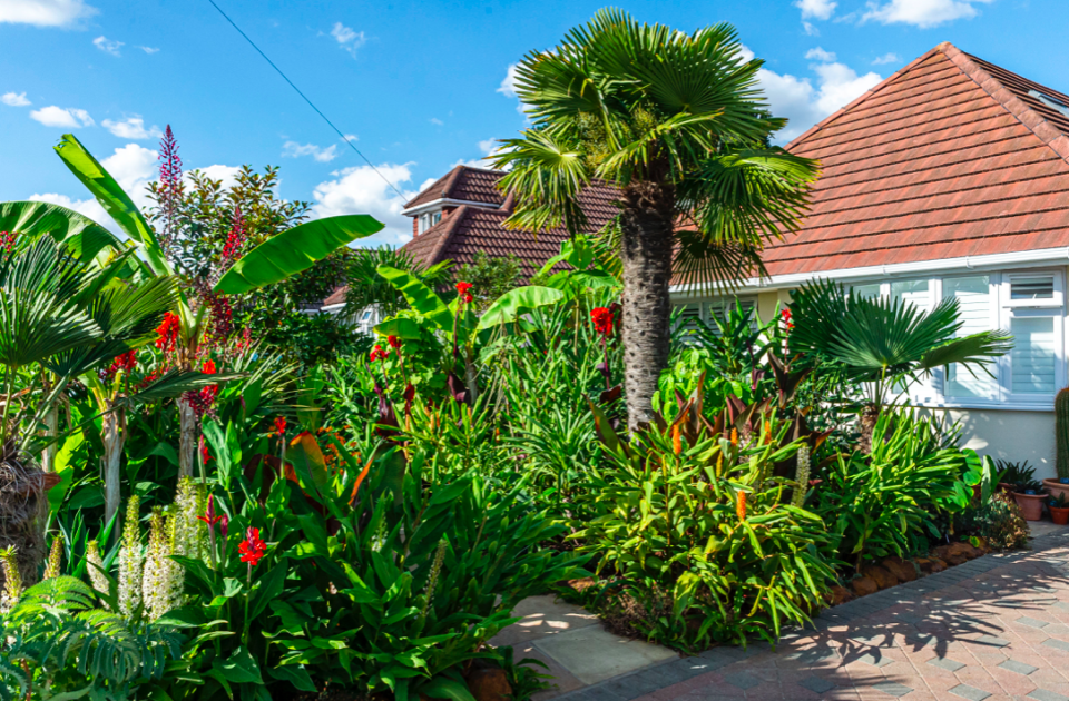 The garden is home to giant dandelions from the Canary Islands and Pararistolochia goldieana, a plant from central Africa which has only flowered once in Europe. (Solent)