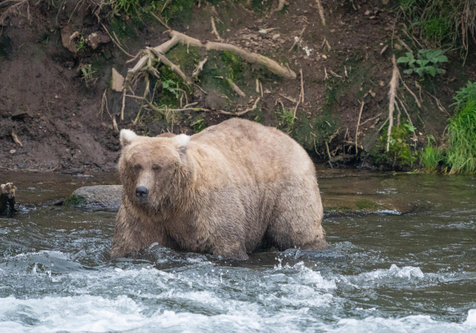 A light brown bear stands in water up to her shoulders. (Courtesy F. Jimenez / NPS)