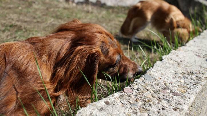 dog sniffs ground
