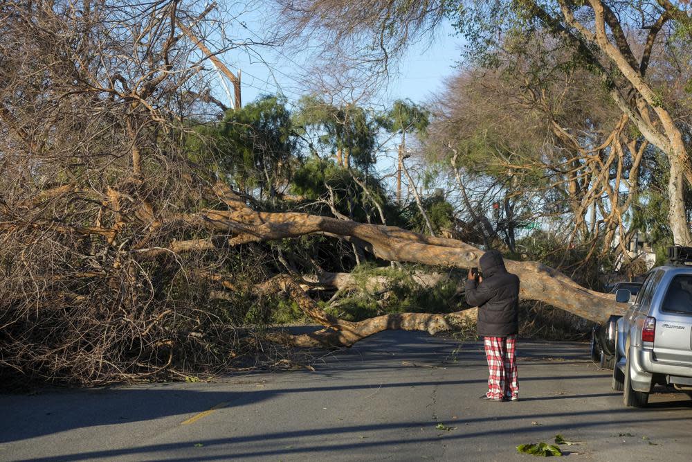 A man takes photos as fallen trees block the street after strong winds in Upland, Calif., Saturday, Jan. 22, 2022. The strong winds bring the potential for fires, downed trees, powerlines and other debris. In the higher canyons and the western portion of the San Gabriel Mountains, isolated wind gusts could reach up to 80 mph, officials said. (AP Photo/Ringo H.W. Chiu)