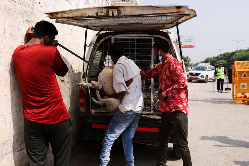 Municipal Corporation of Delhi catches stray dogs ahead of G20 summit, in New Delhi