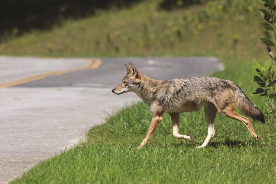 After coyotes killed small dogs in three communities, authorities are warning pet owners not leave small animals alone outside.