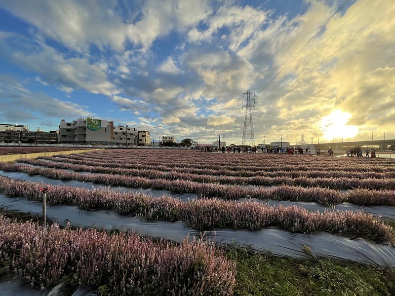 2020 桃園仙草花節