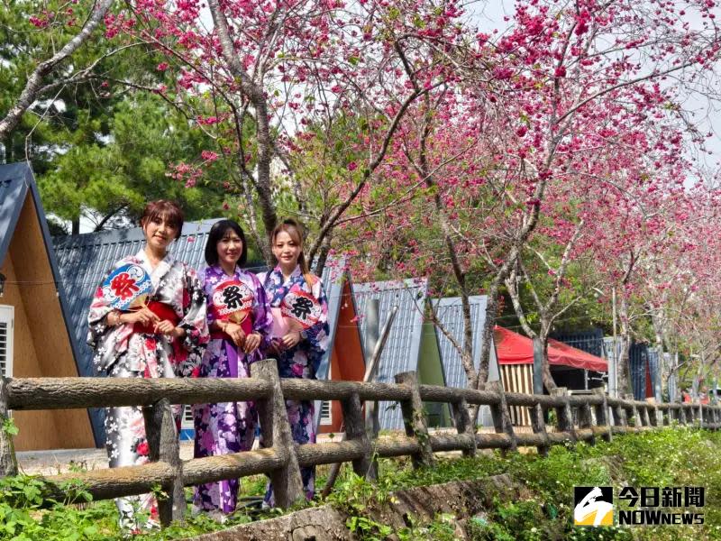 ▲如果想過夜賞夜櫻，櫻花鳥森林今年新增人氣爆表的合掌屋美宿，就座落在白冷圳岸邊，氣氛唯美，(圖／記者金武鳳攝，2024.2.22)