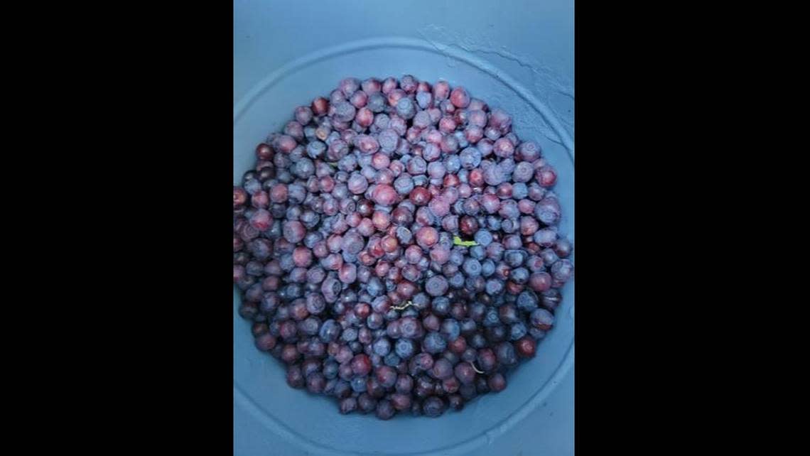 Huckleberries are best picked in Idaho in late summer when the days are long and the fruit is ripe.