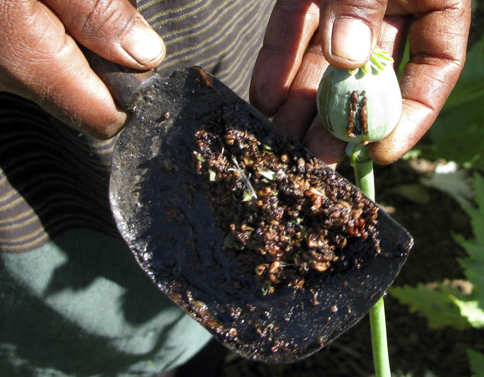 In this Feb. 2, 2012 photo released by the United Nations Office on Drugs and Crime (UNODC), a villager collects raw opium from the poppies at a field in Myanmar's Shan state. The cultivation of illegal opium has increased in Myanmar for a sixth successive year, fueled in part by rising demand for heroin across Asia, the U.N. report said Wednesday, Oct. 31, 2012. (AP Photo/UNODC)