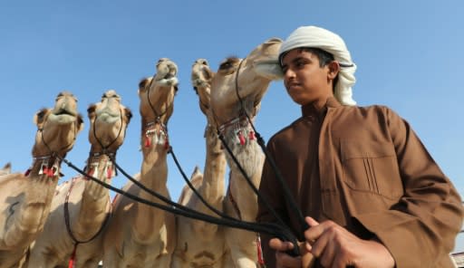 An Emirati child walks camels during the Mazayin Dhafra Camel Festival in the desert near the city of Madinat Zayed in January