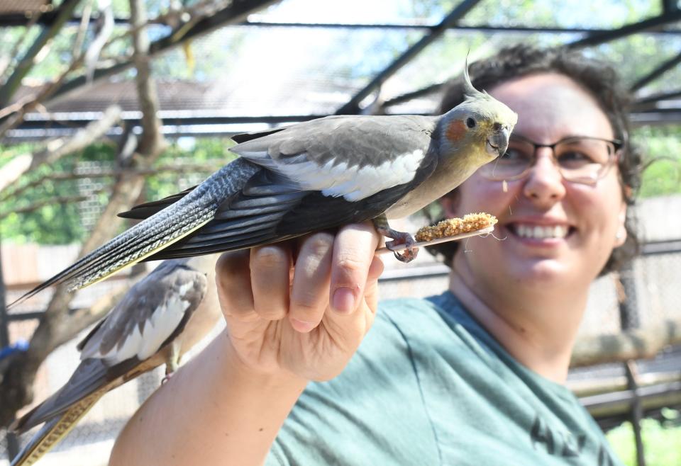 Catie Hirsh, Alexandria Zoo education curator, holds out a feedstick while a cockatiel perches on her hand to eat. The cockatiels are among the 70 birds that are part of the Alexandria Zoo's newest exhibit, the Aussie Aviary. The exhibit is the only interactive opportunity that allows visitors to share a habitat with a zoo resident, said Hirsh