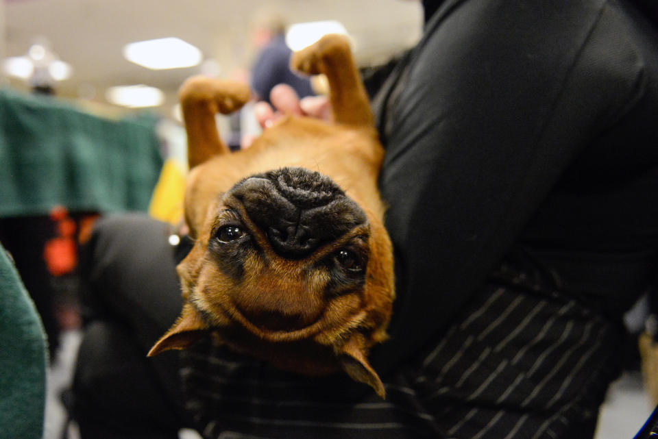 A Brussels Griffon relaxes on its owner's lap backstage at the 141st Westminster Kennel Club Dog Show, in New York City, U.S. February 13, 2017.&nbsp;