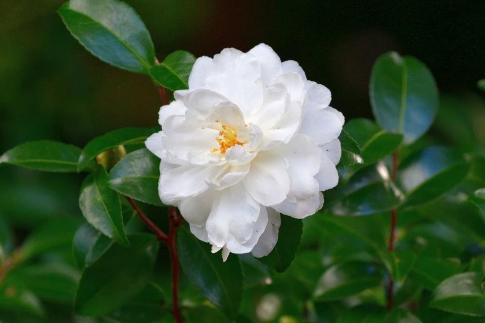 best white flowers camellia camellia sasanqua flowers in full bloom