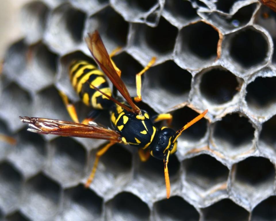 The death of a Quebec mayor who was stung multiple times after stepping on a wasps' nest while gardening is a tragic but cautionary tale for those who run afoul of bees, hornets or other stinging insects — especially if they have a severe allergy to their venom, experts say. 