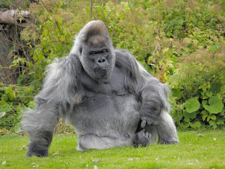 Nico, who once tipped the scales at 34 stone, lived on his own island at Longleat: PA