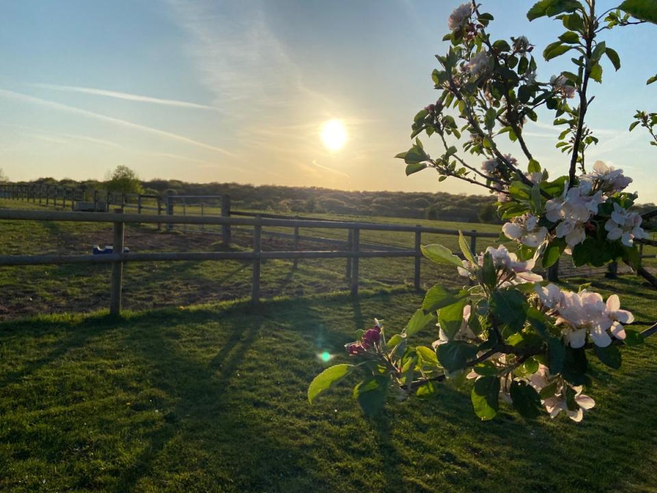 The view from Shillingridge glampsite (Shillingridge Glamping)